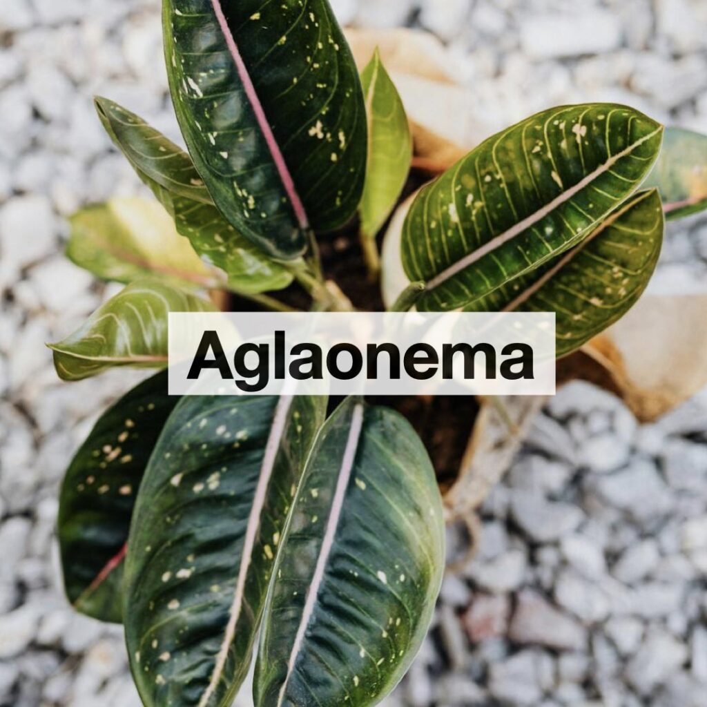 Aglaonema entretien