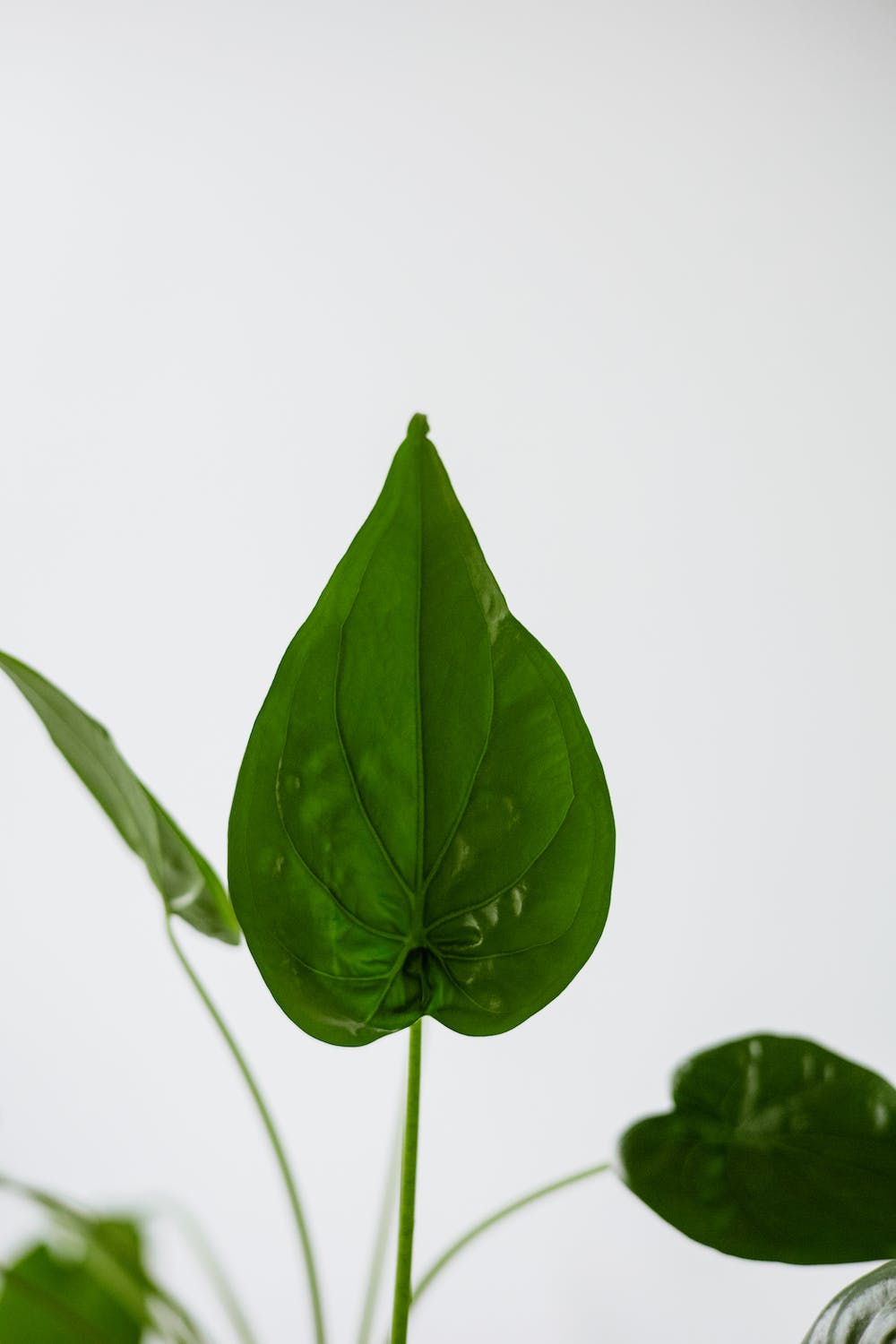 Feuille d'une alocasia cucullata