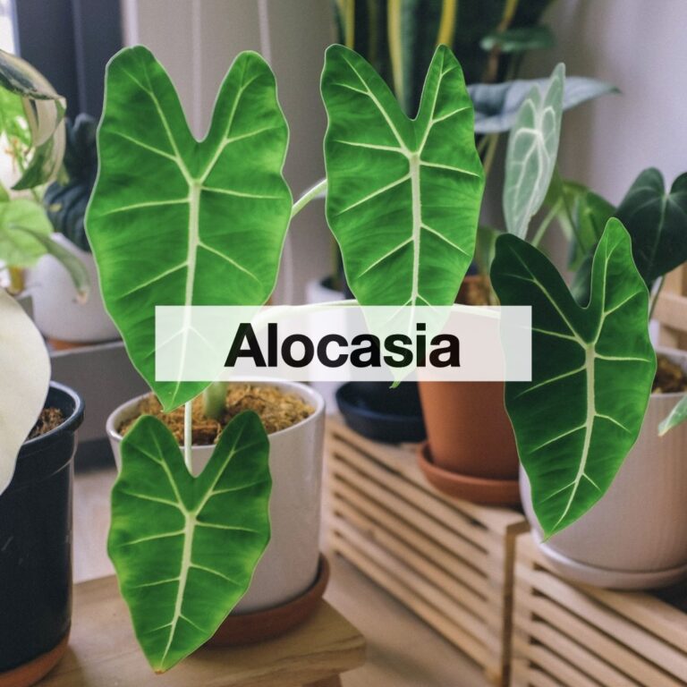 Alocasia entretien dans une maison