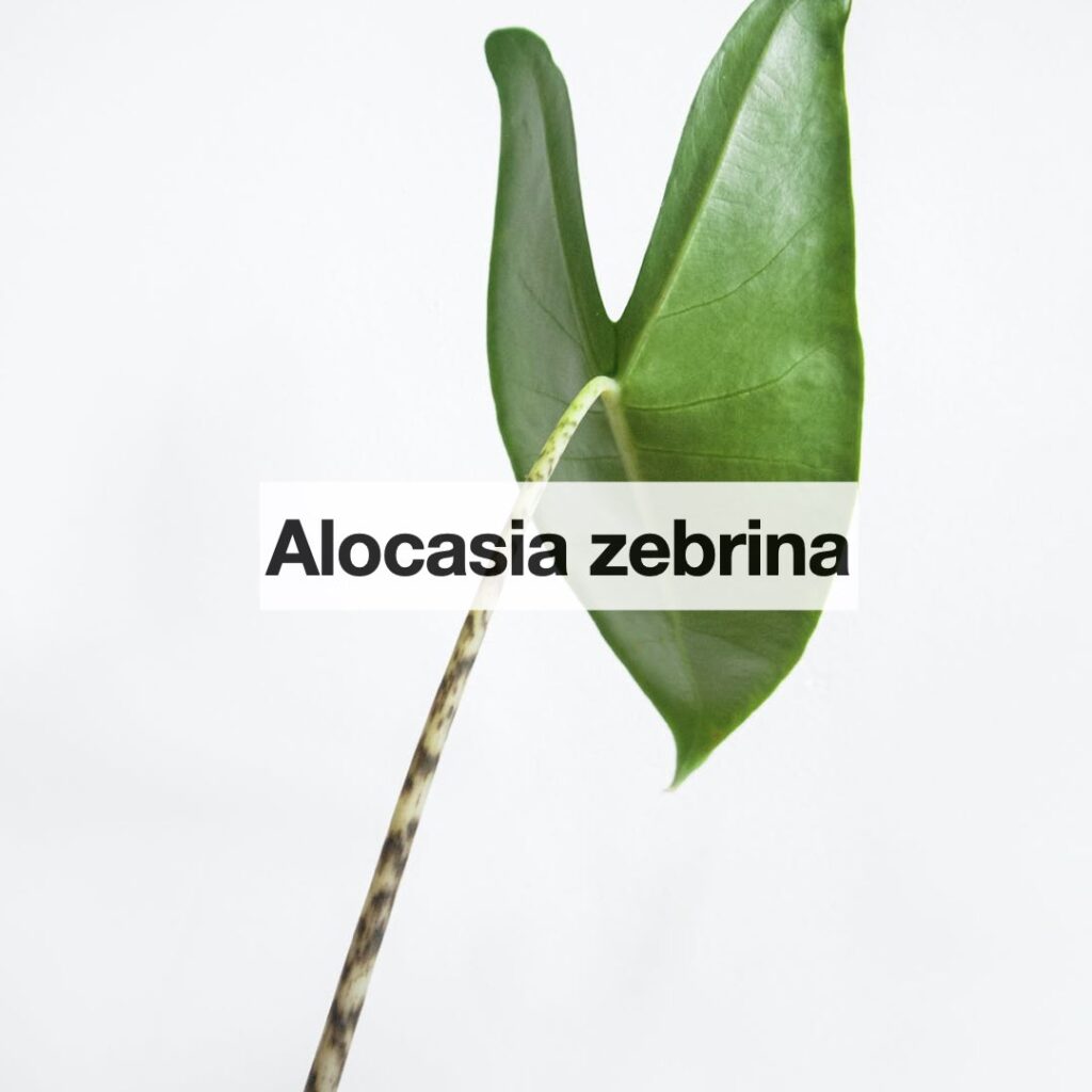 Alocasia zebrina entretien