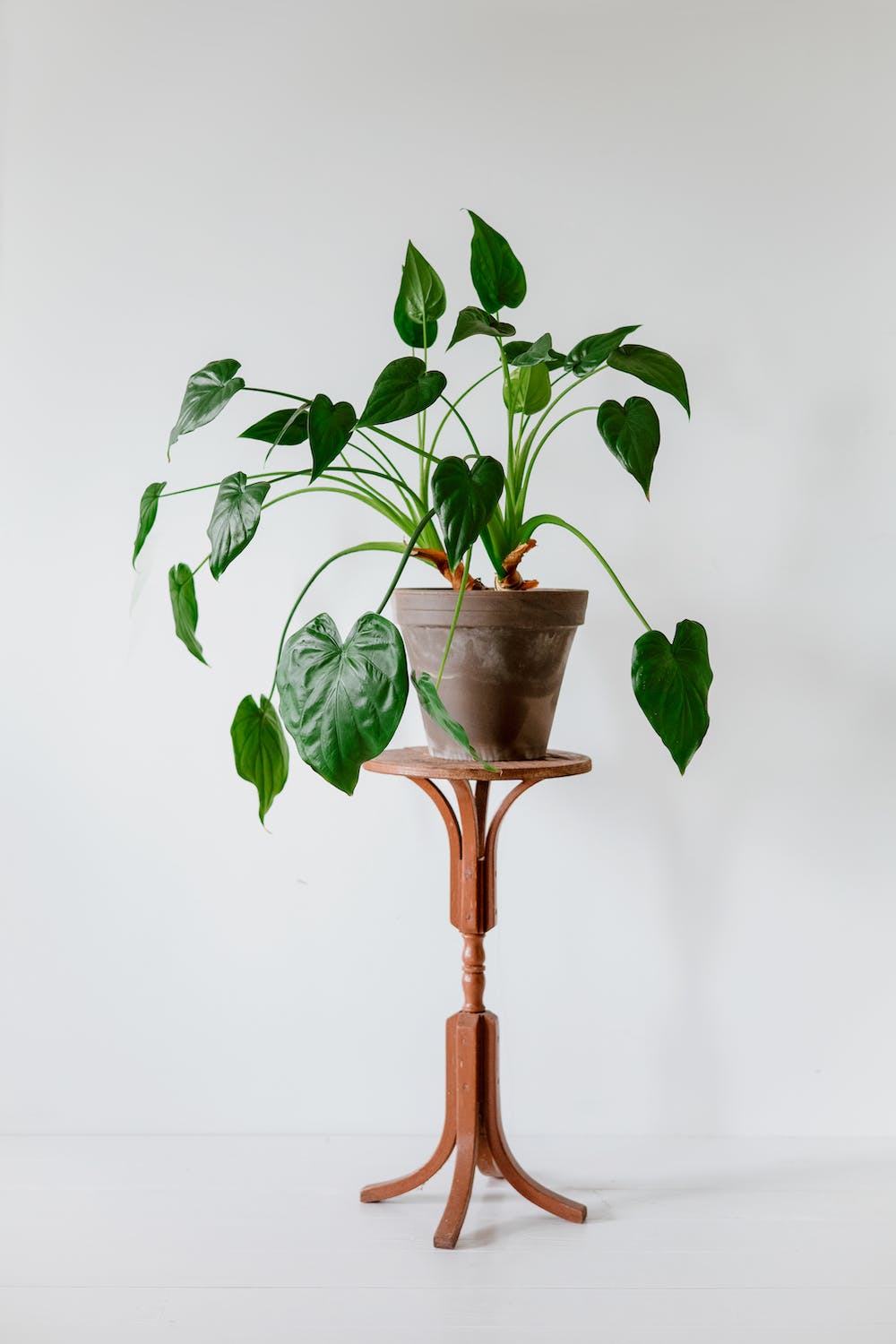 Entretien d'une alocasia sur une petite table en bois