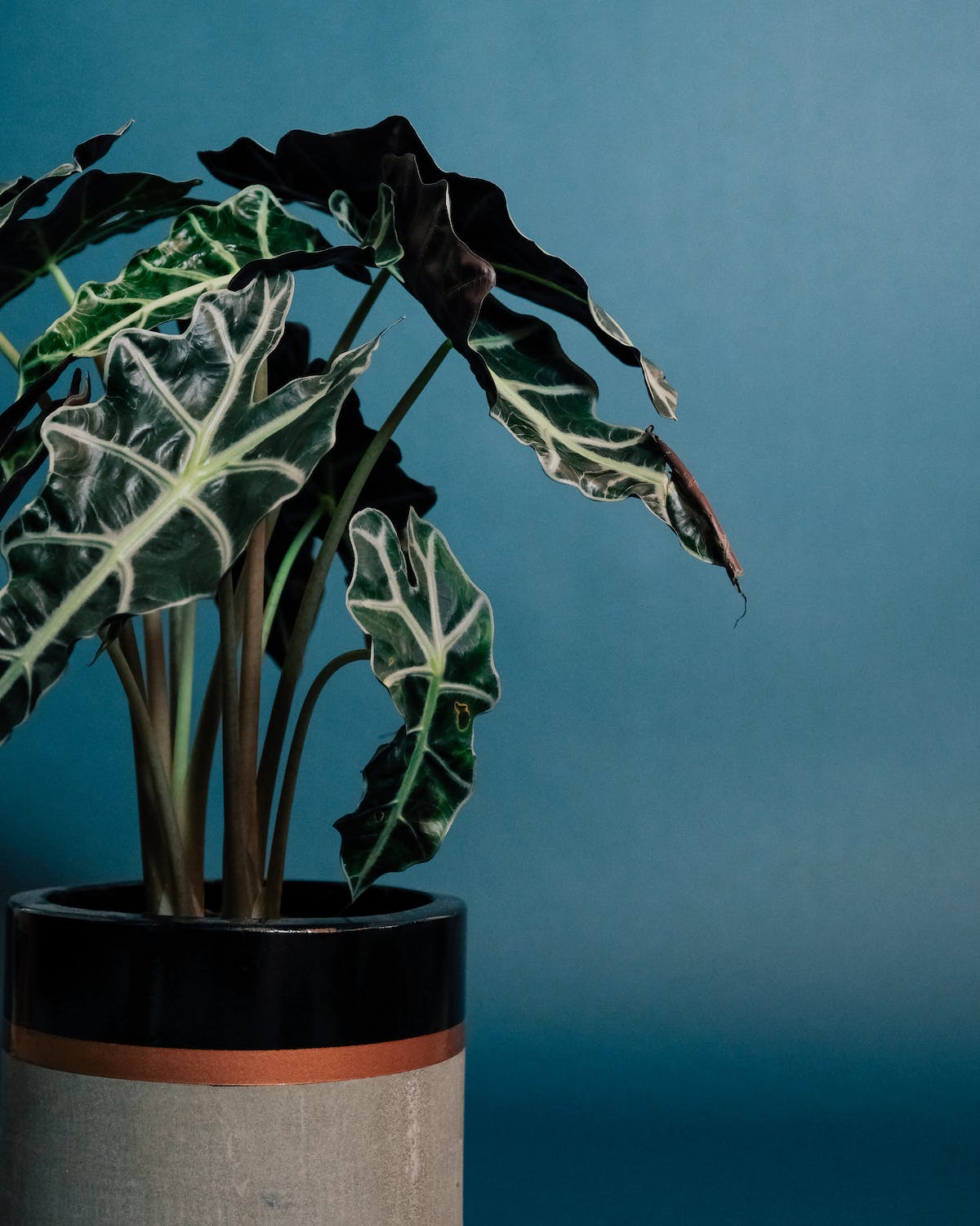 Un alocasia polly entretien avec un fond bleu