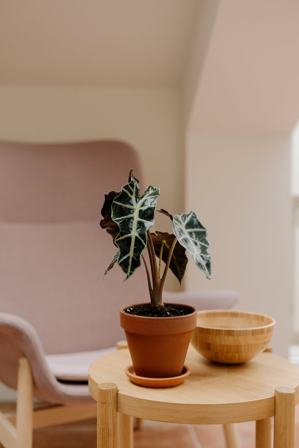 Un entretien d'alocasia polly dans son pot