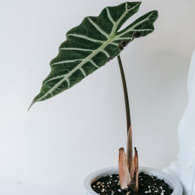 Une alocasia dans un pot