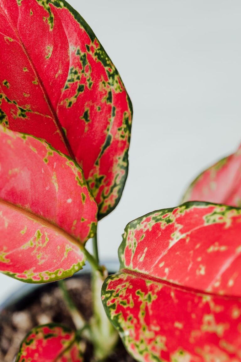 Feuille rose d'aglaonema pink