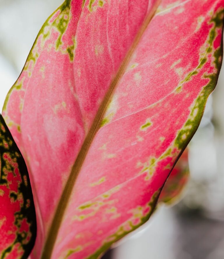 Une feuille d'aglaonema pink