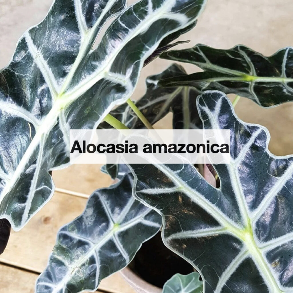 Alocasia amazonica entretien