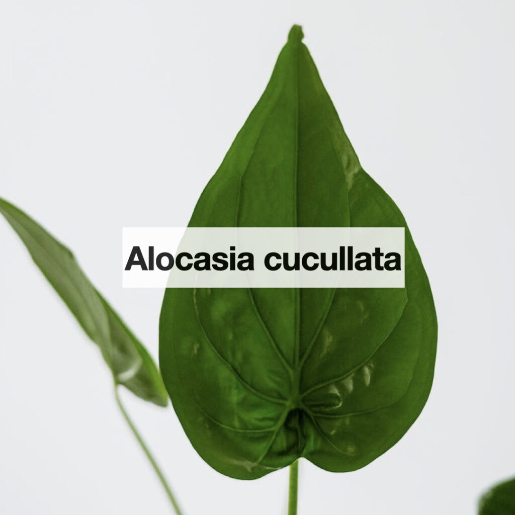 Alocasia cucullata entretien