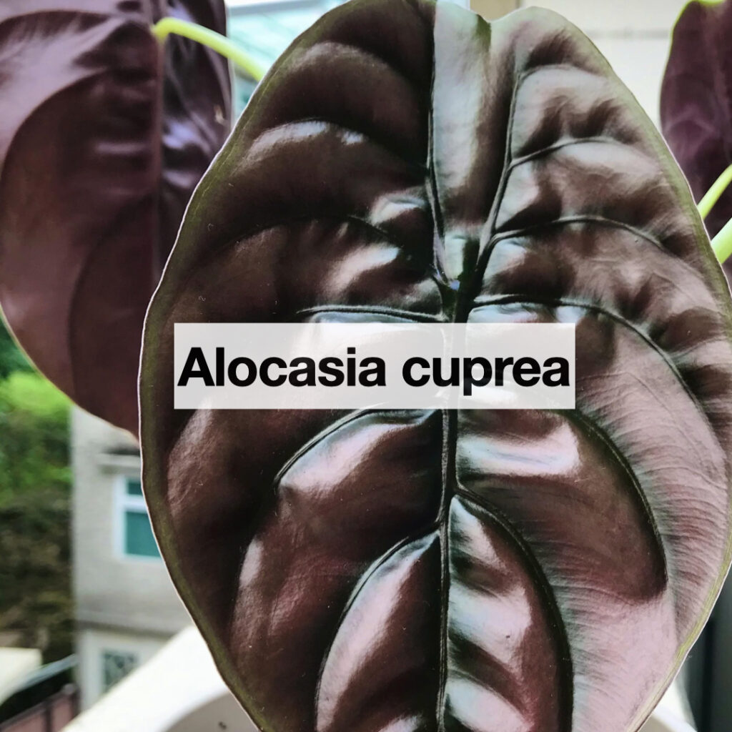 Alocasia cuprea entretien