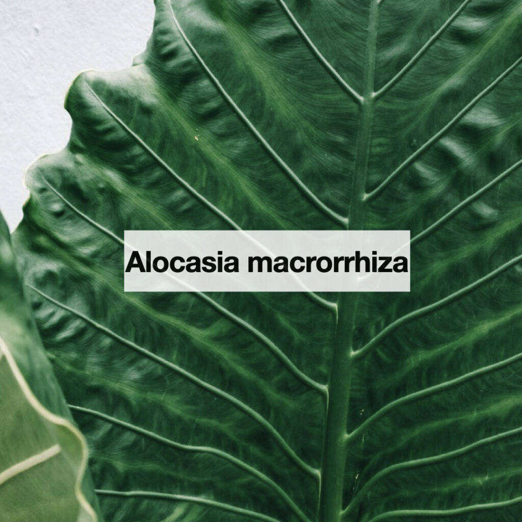 Alocasia macrorrhiza entretien