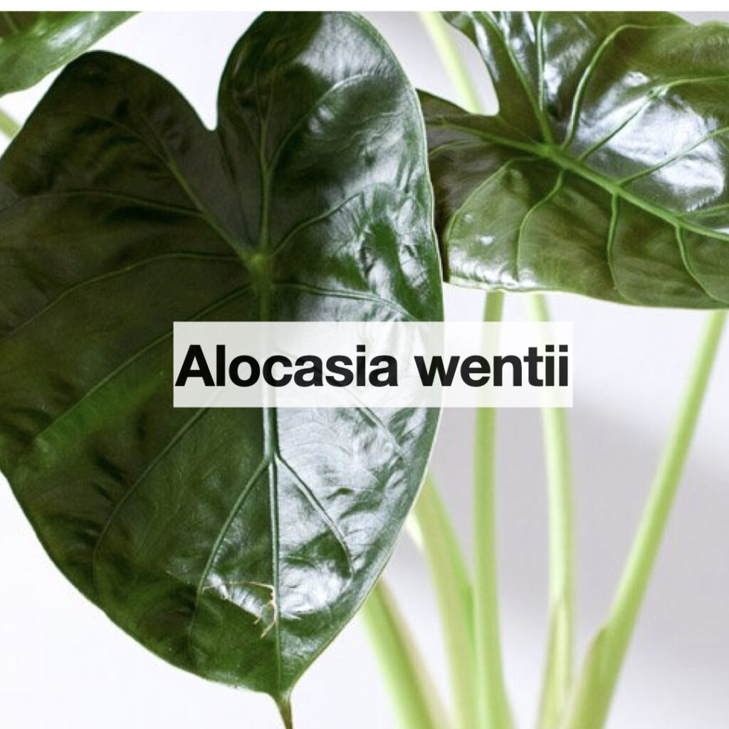 Alocasia wentii entretien