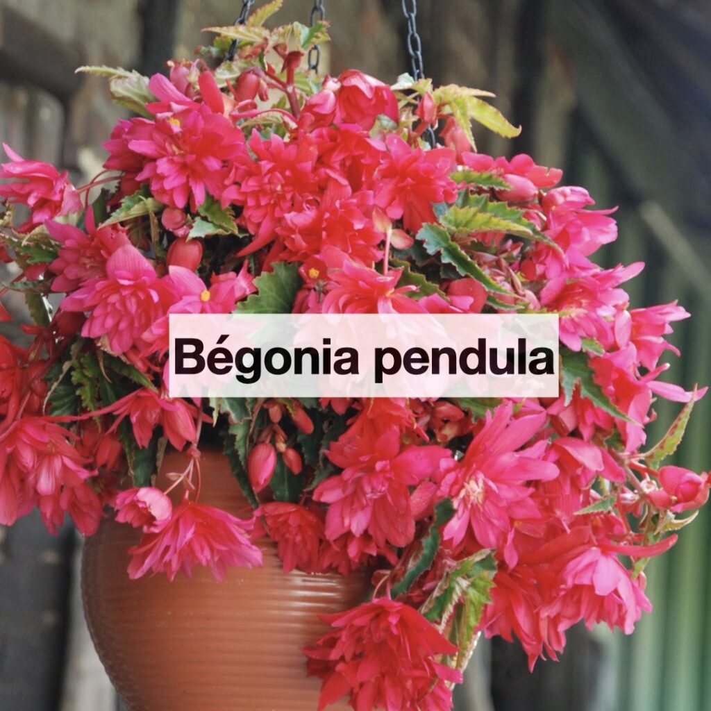 Entretenir bégonia pendula