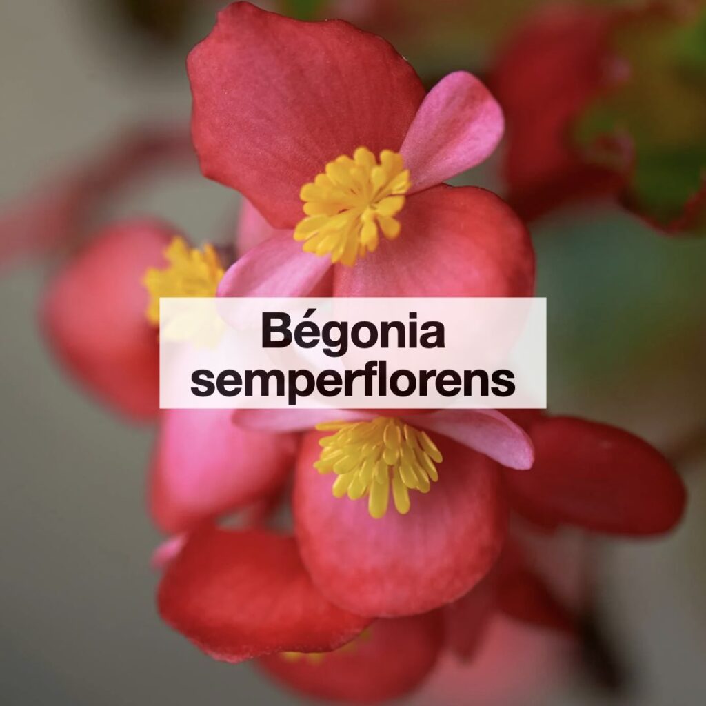 Entretenir bégonia semperflorens