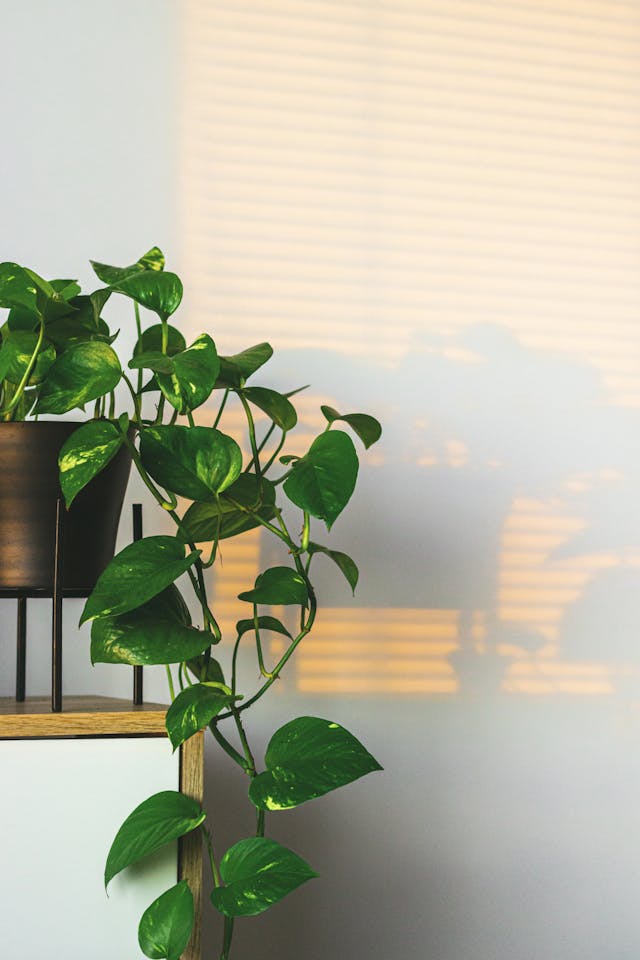 Pothos doré entretien golden pothos dans un pot en terre