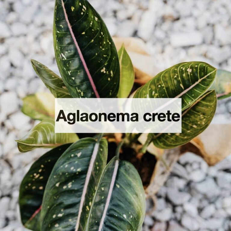 Aglaonema crete entretien