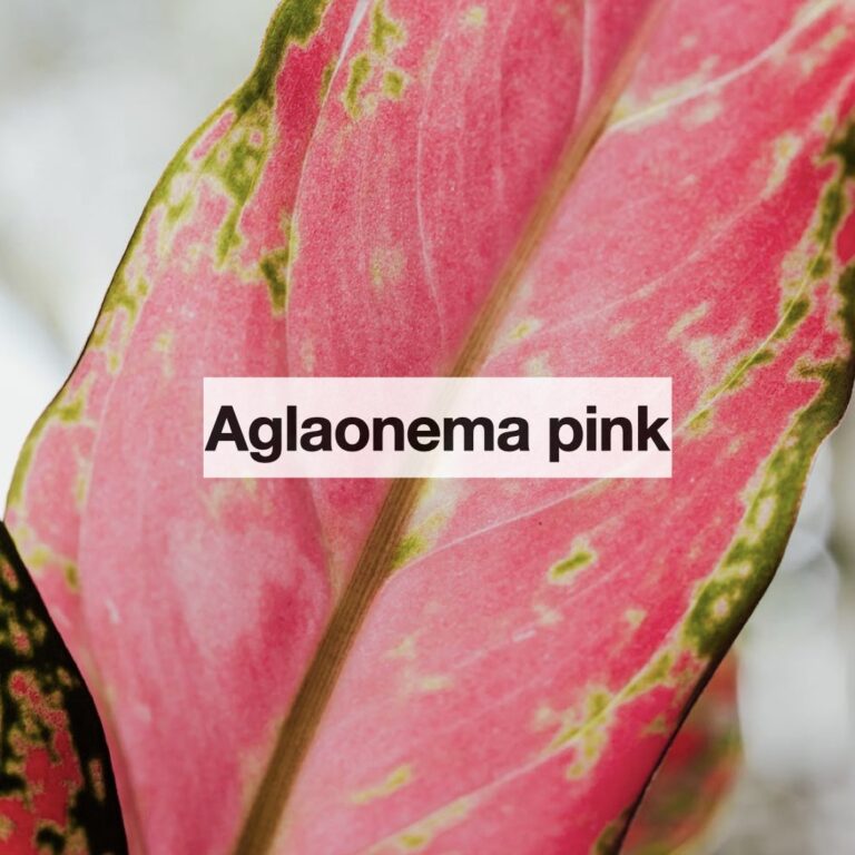 Aglaonema pink entretien