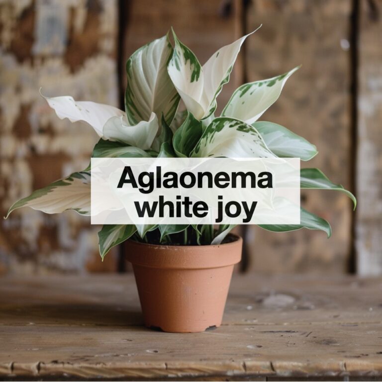 Aglaonema white joy entretien