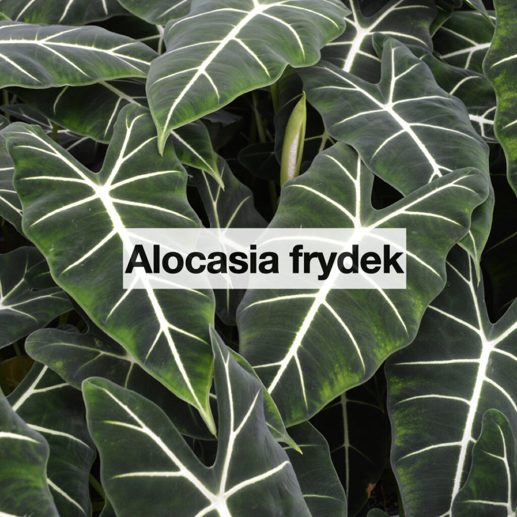 Alocasia Frydek