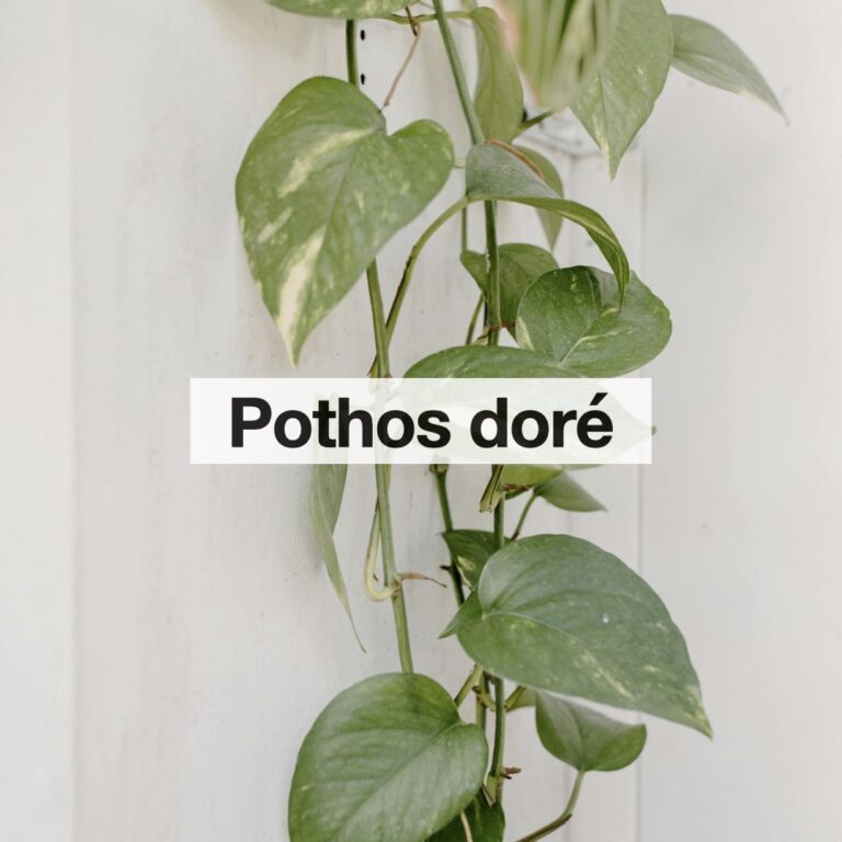 Pothos doré entretien