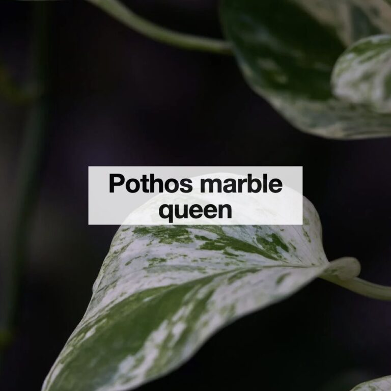 Pothos marble queen entretien