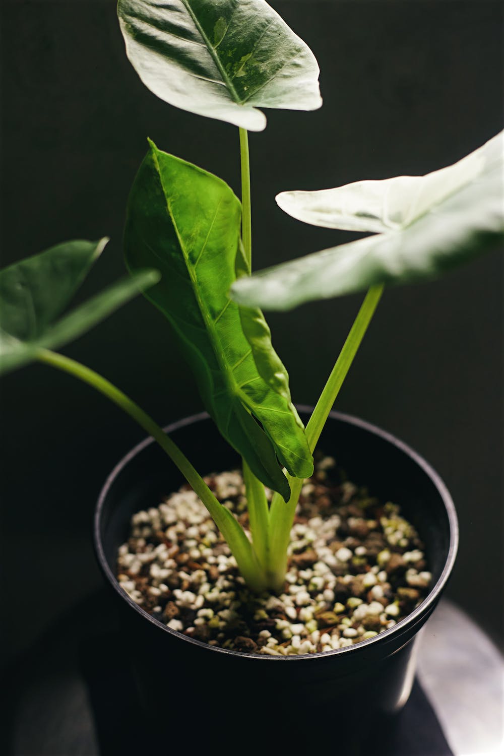 Entretien d'une alocasia odora