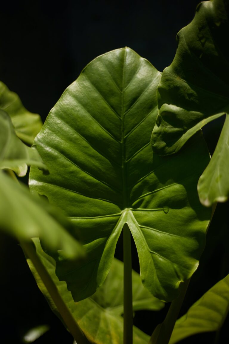 Entretien d'alocasia odora