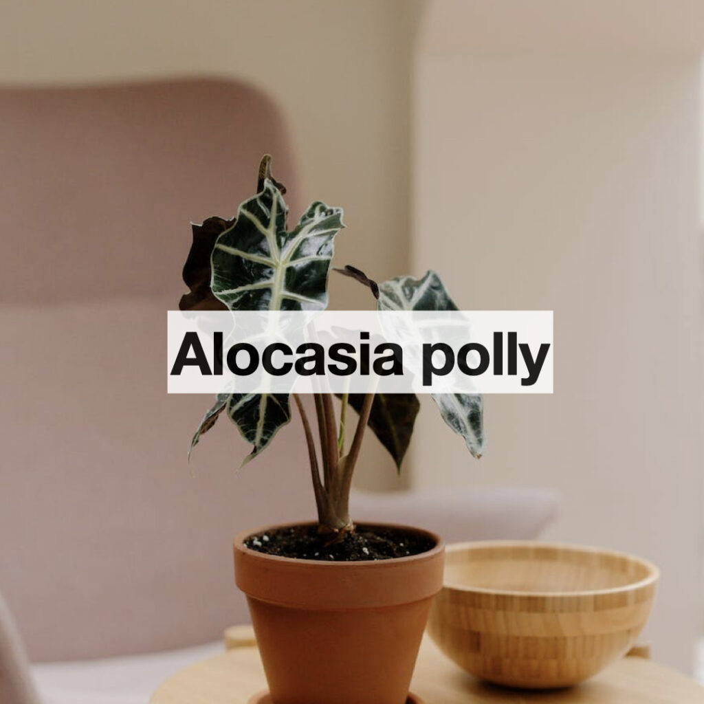 Alocasia polly entretien