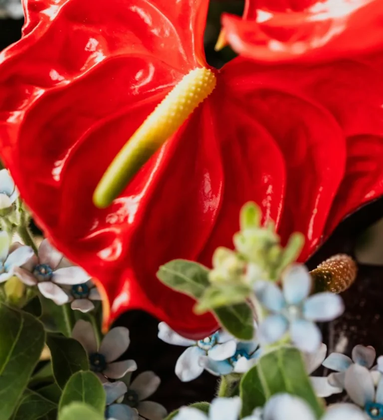 Anthurium entretien avec fleur rouge
