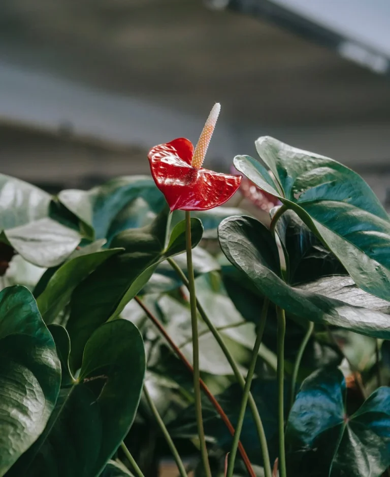 Anthurium entretien avec fleur rouge et feuilles vertes