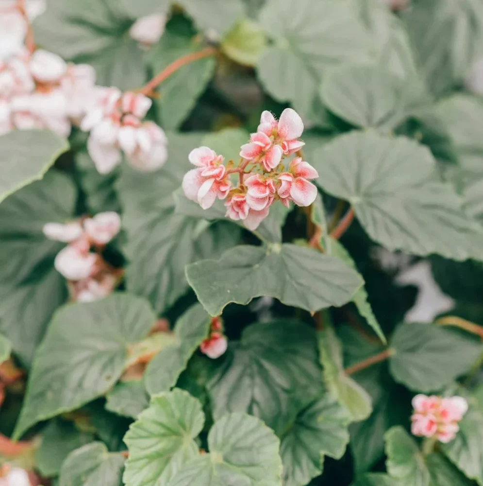 fleur begonia entretien