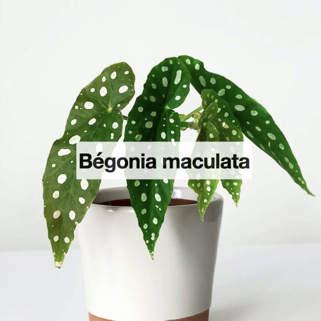 Bégonia maculata entretien
