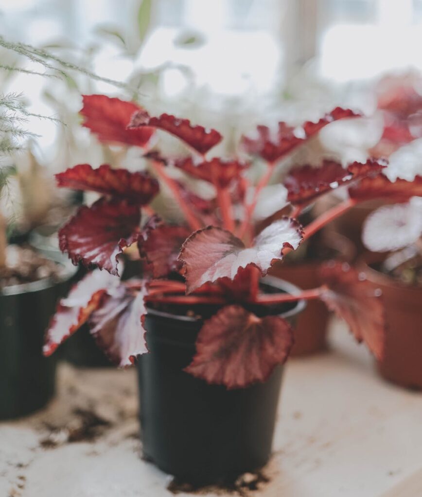 Begonia rex royal rouge entretien