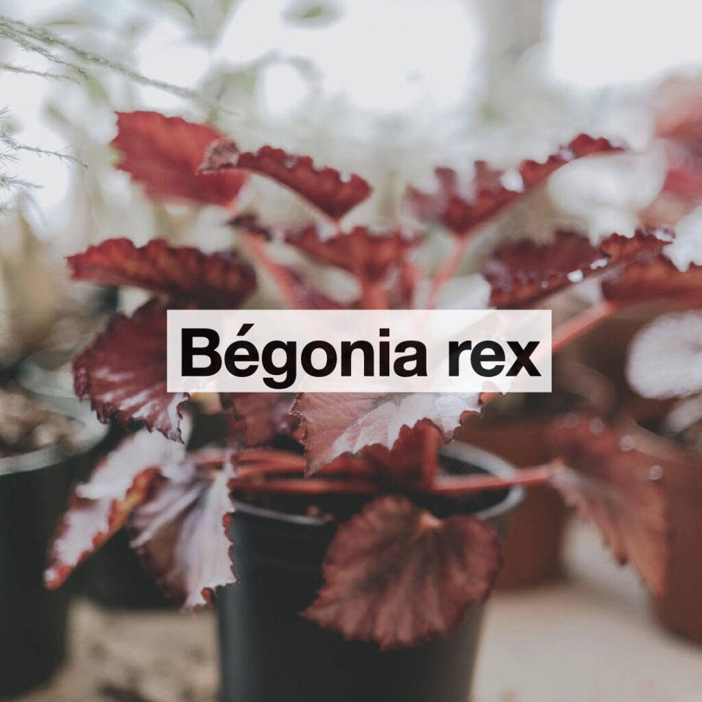 Bégonia rex entetien