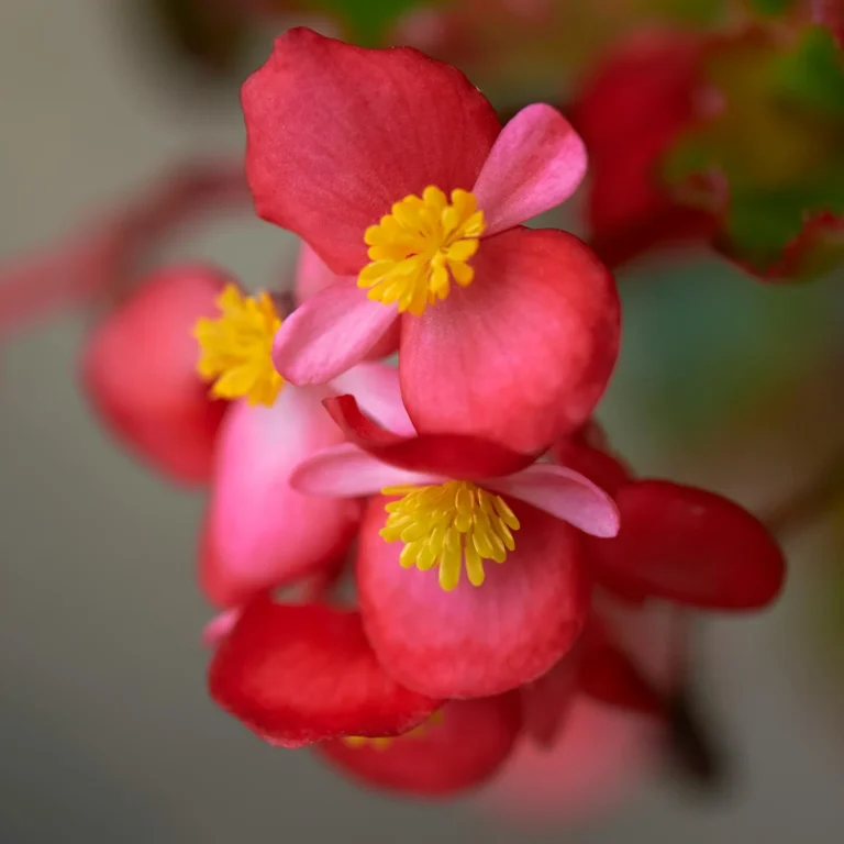 L'entretien d'un bégonia rose