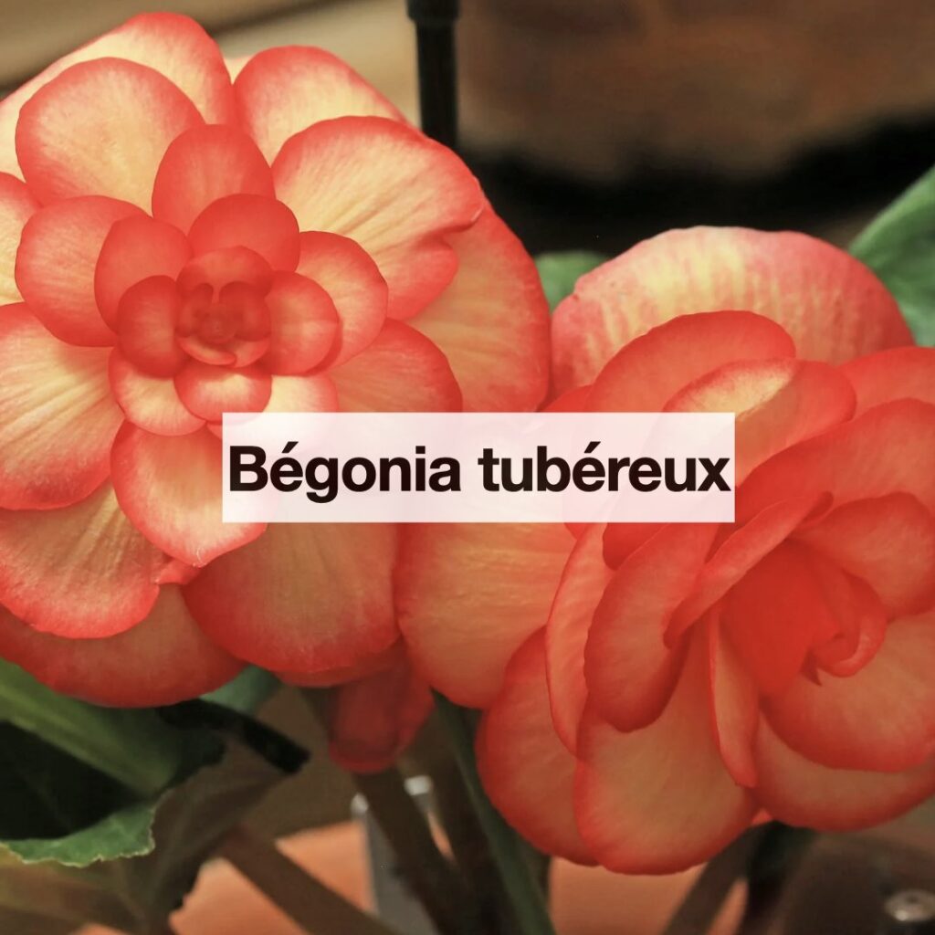 Entretenir bégonia tubéreux