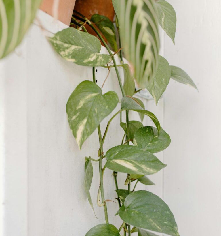 Pothos doré entretien golden pothos avec liane qui tombe