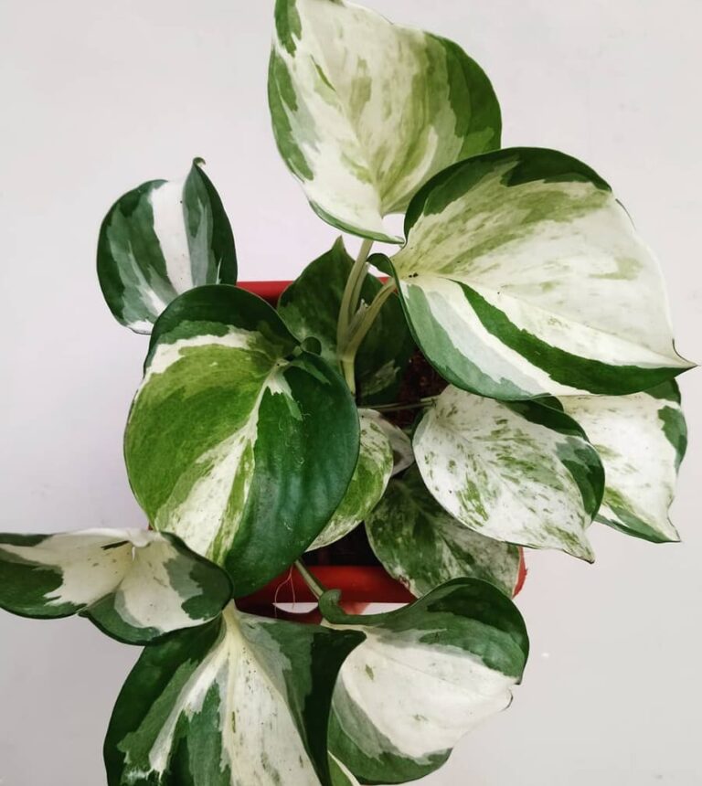 Pothos manjula entretien avec des feuilles vertes et blanches
