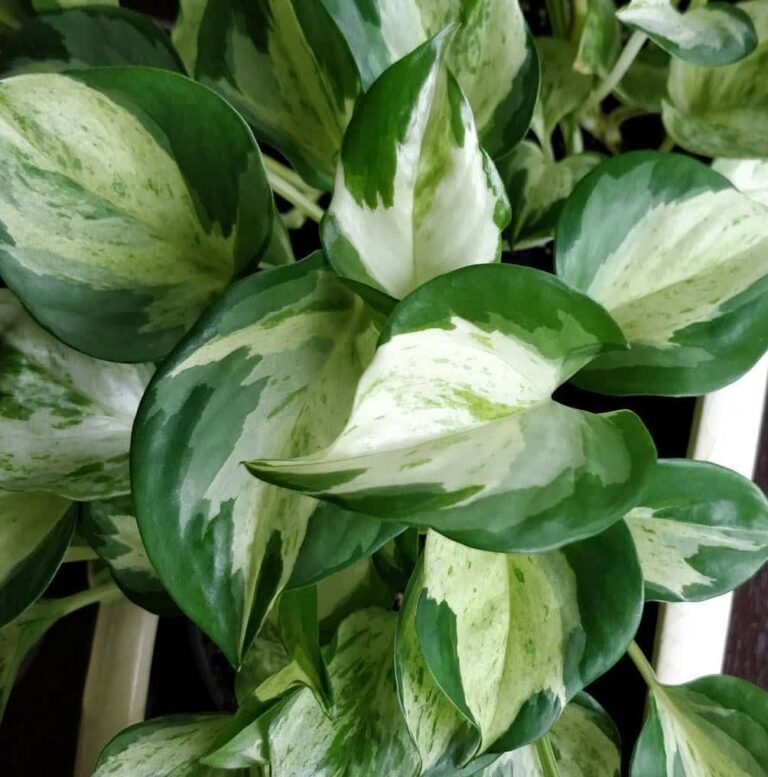 Pothos manjula entretien dans un pot vue de haut