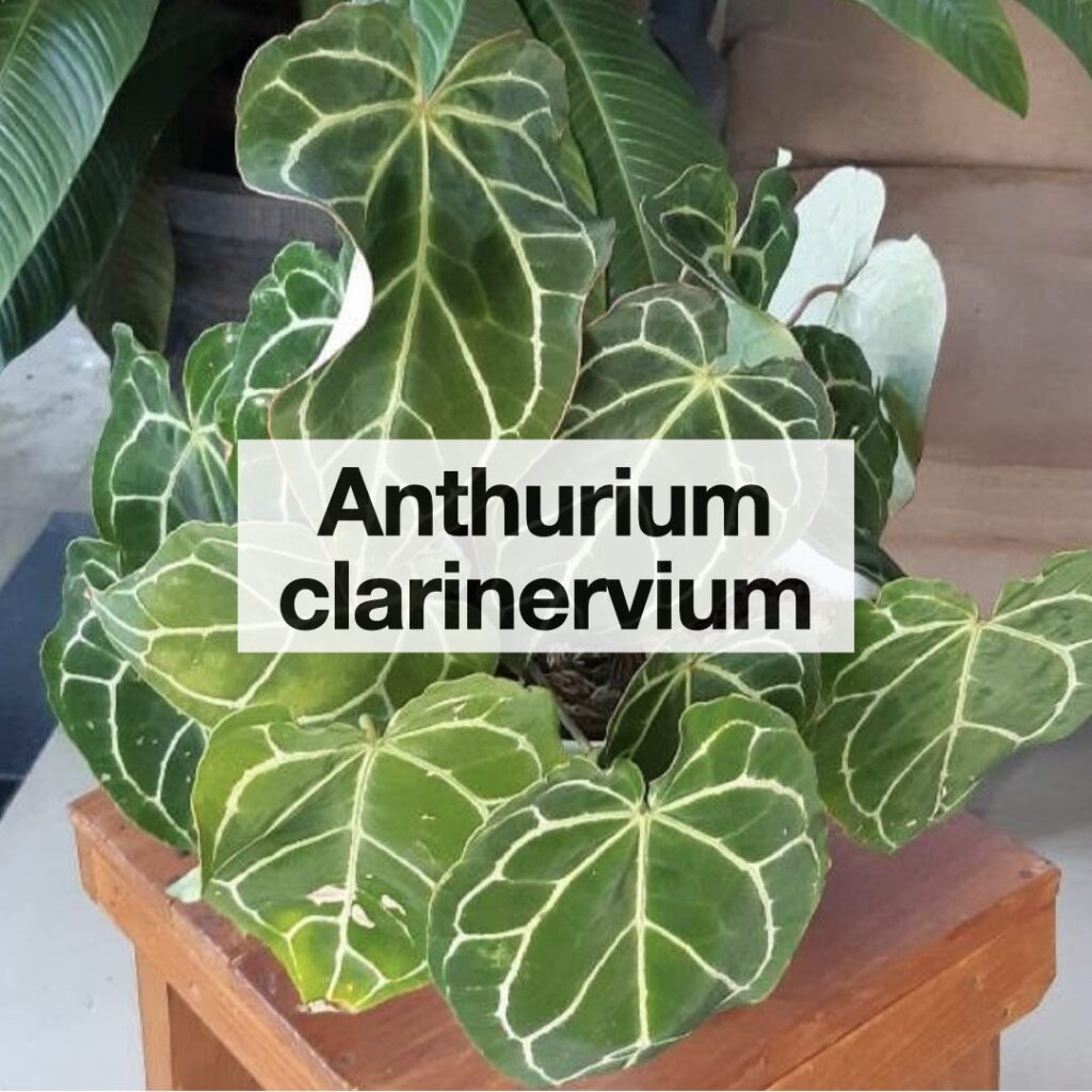Anthurium clarinervium entretien