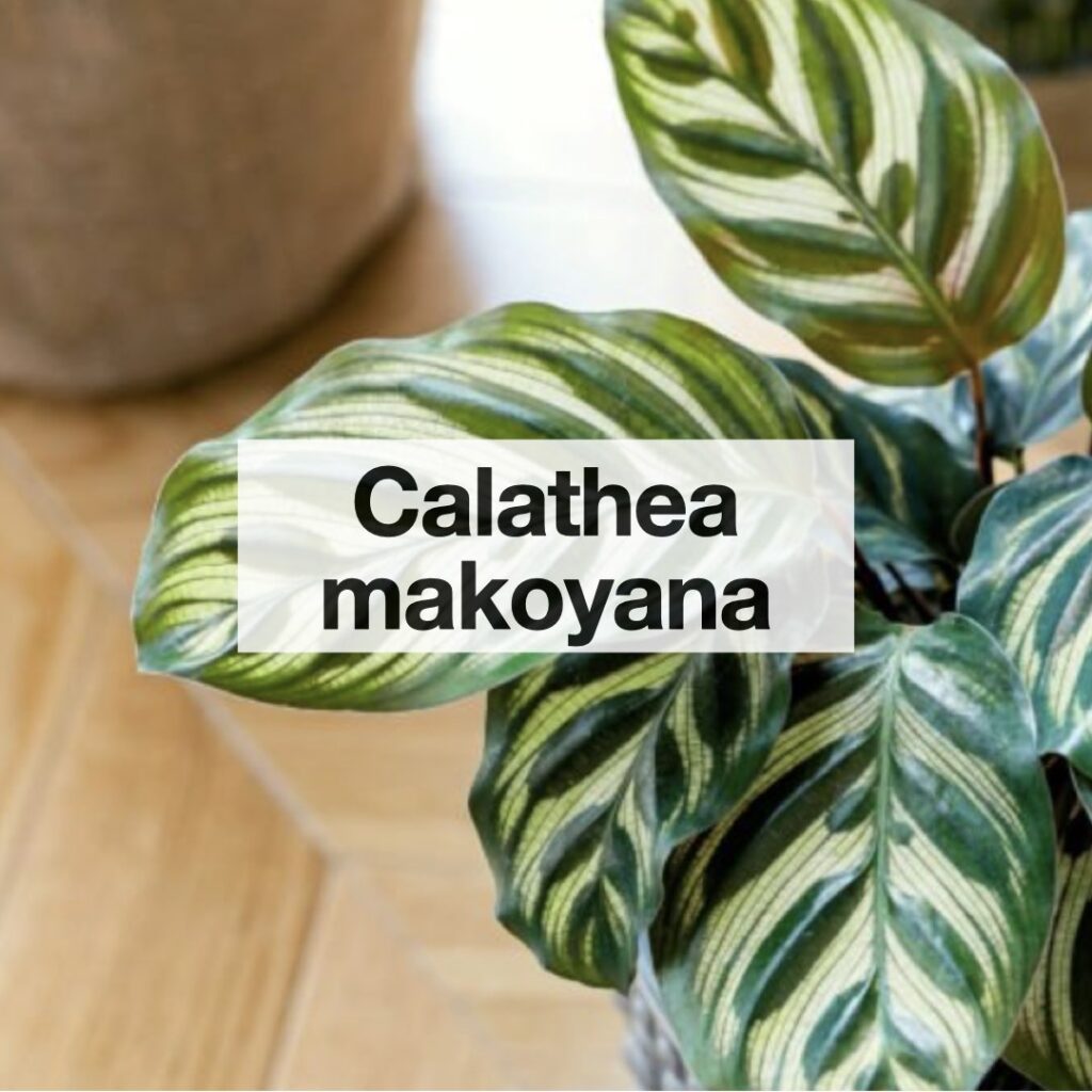 Calathea makoyana entretien