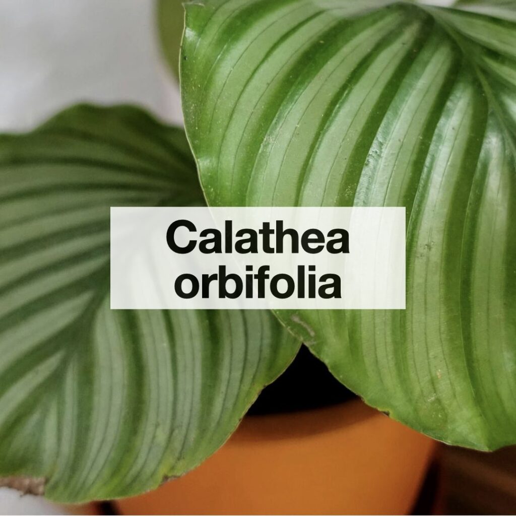 Calathea orbifolia entretien
