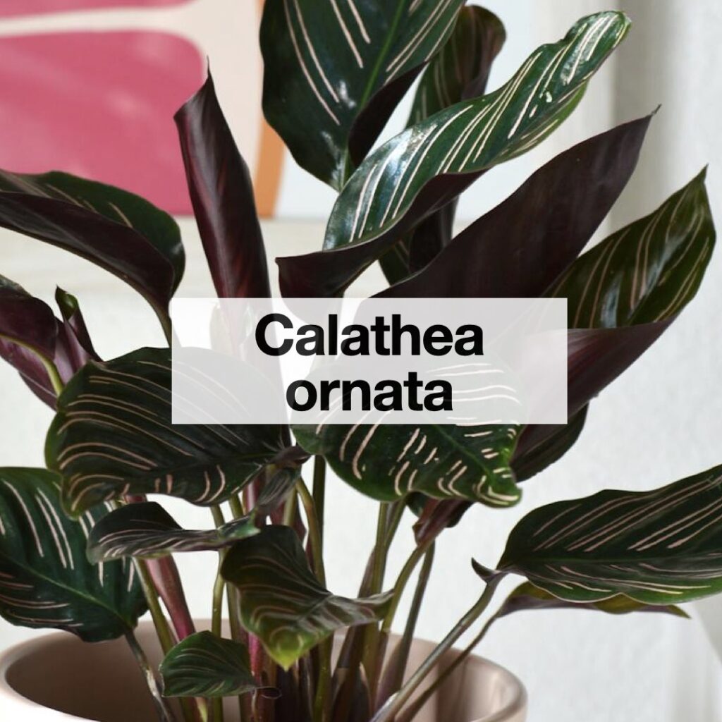 Calathea ornata entretien