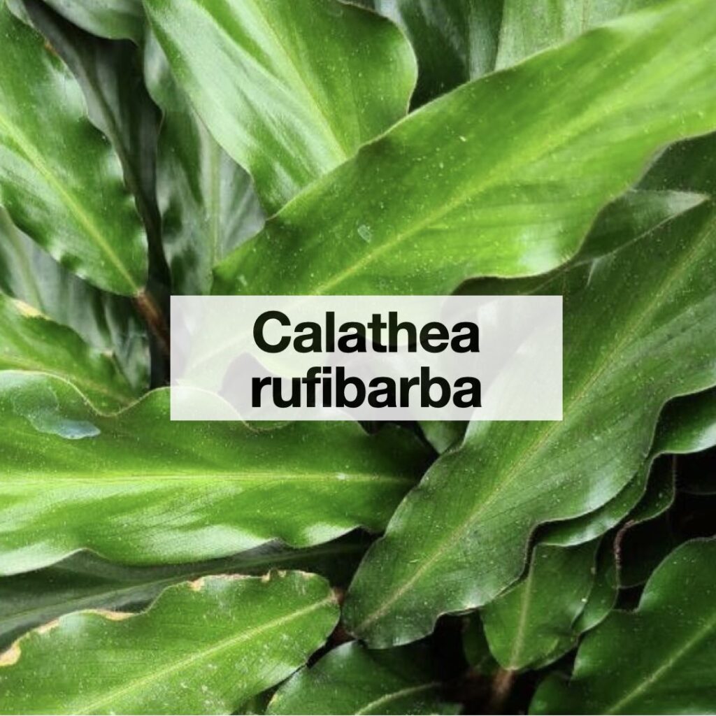 Calathea rufibarba entretien