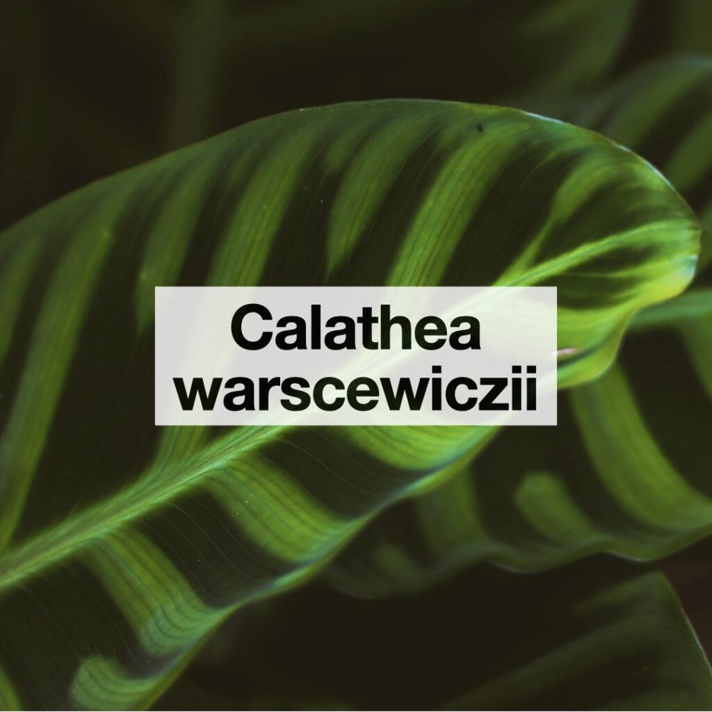Calathea warscewiczii entretien