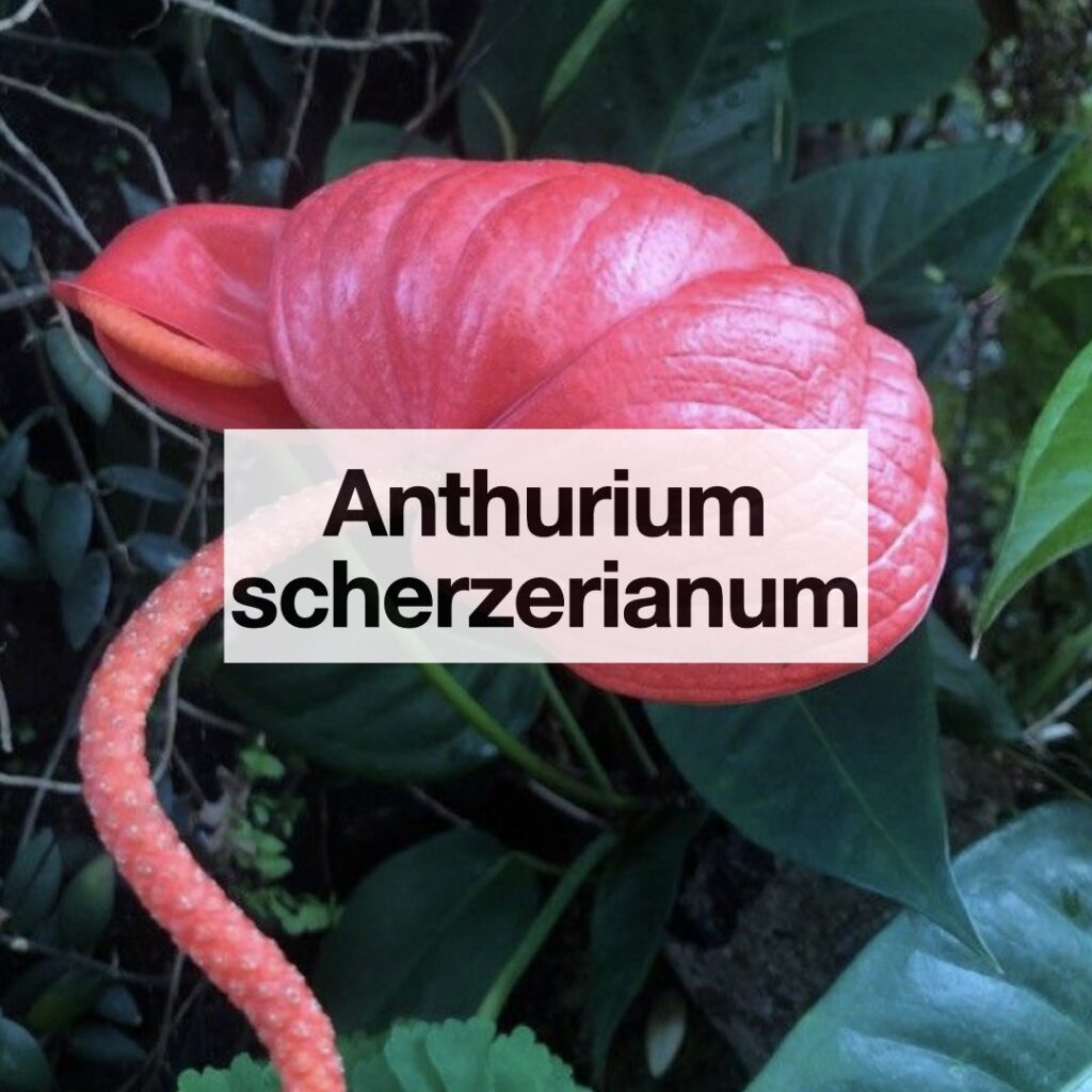 Anthurium scherzerianum entretien