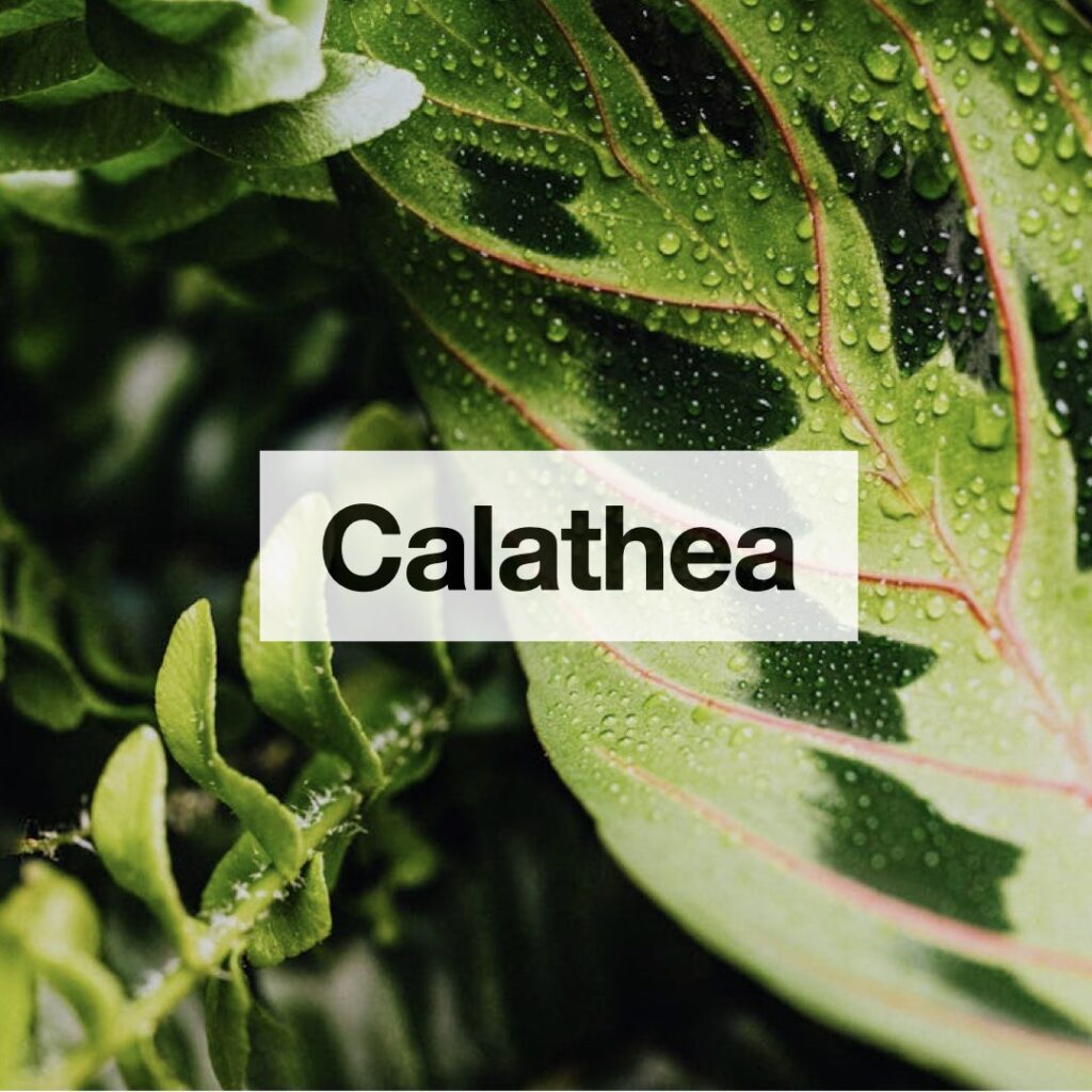 Calathea entretien