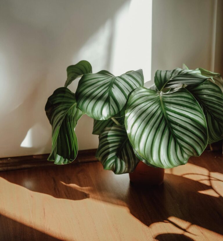 Calathea orbifolia entretien