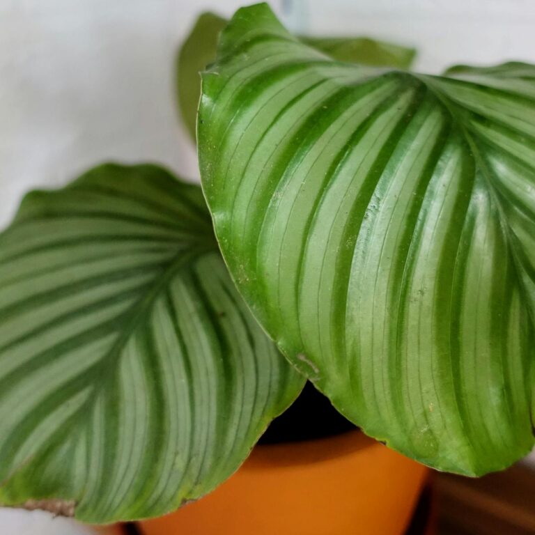 calathea orbifolia entretien