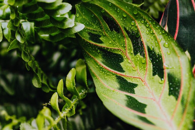 L'entretien d'un calathea