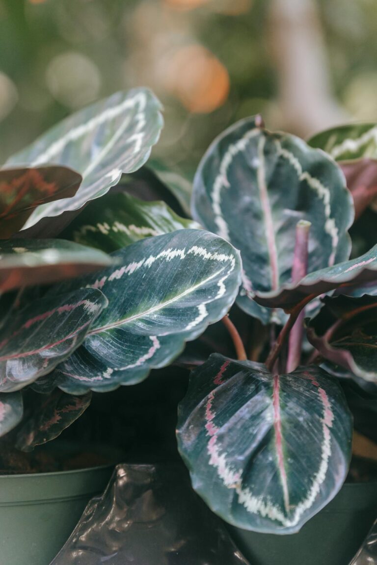 Entretien calathea